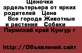 Щеночки эрдельтерьера от ярких родителей › Цена ­ 25 000 - Все города Животные и растения » Собаки   . Пермский край,Кунгур г.